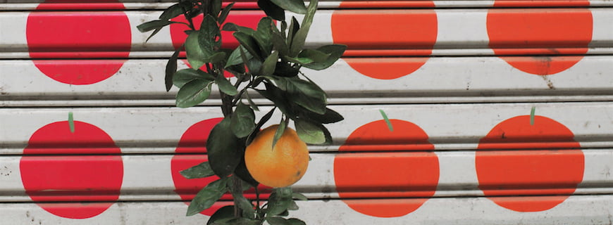 Foto de um pé de laranja com um fruto, ao fundo tem uma porta de garagem com pontos circulares vermelhos.